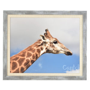 Francesca canvas grey wood frame