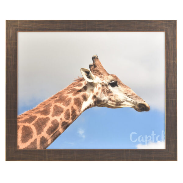 Freestyle bronze picture frame without mount